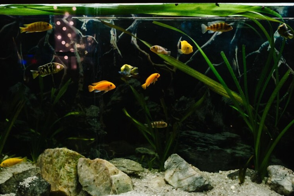 little-fish-fish-tank-gold-fish-guppy-red-fish-fancy-carp-with-green-plant-colourful-fishes-dark-deep-water-home-aquarium_180731-5134 (1)