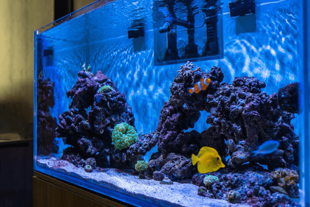 marine-aquarium-coral-aquarium_613571-691 (1)